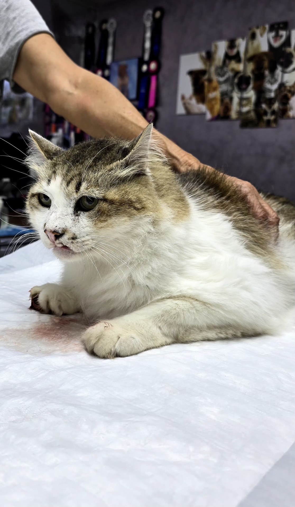 Gato atendido na Vet Care Bauru
