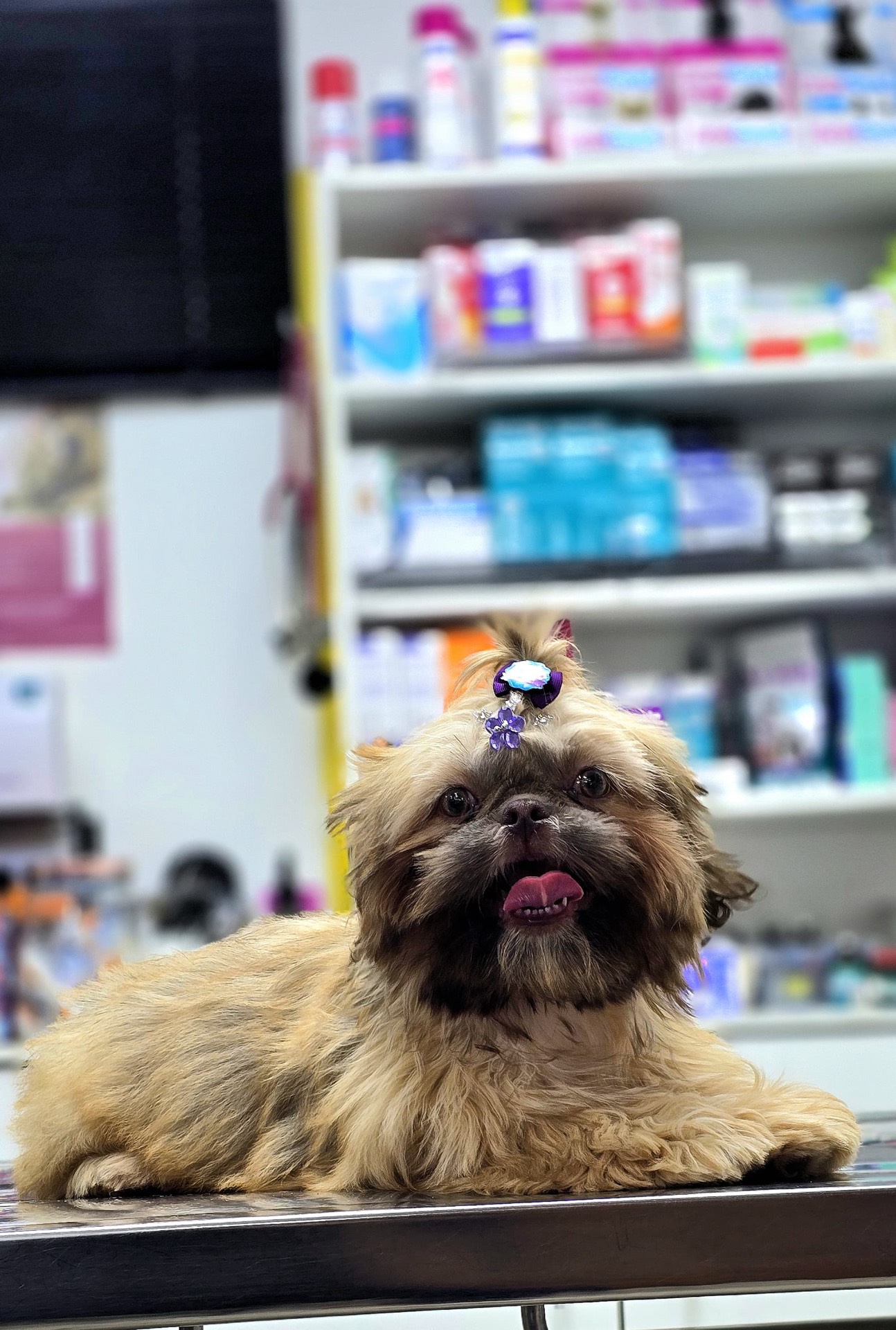 Shih Tzu feliz no consultório