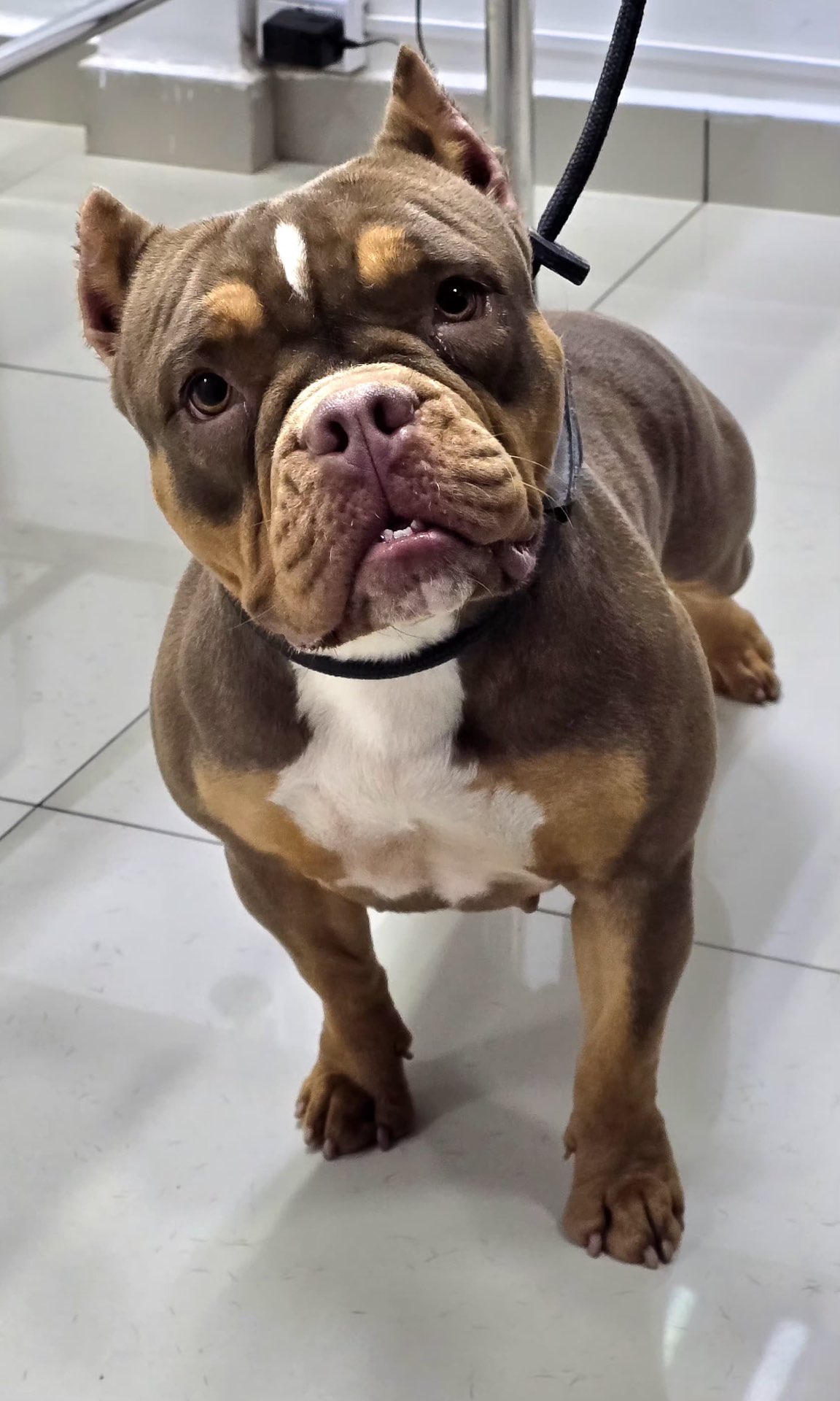 American Bully em consulta